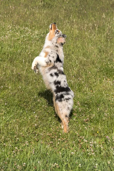 Blue Merle Australian Shepherd Puppy Dog Runs Jump Meadow Praglia — Stock Photo, Image