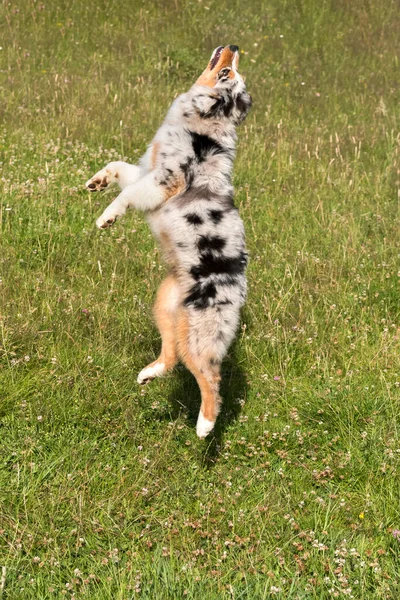 Blå Merle Australiska Herde Valp Hund Körs Och Hoppa Ängen — Stockfoto