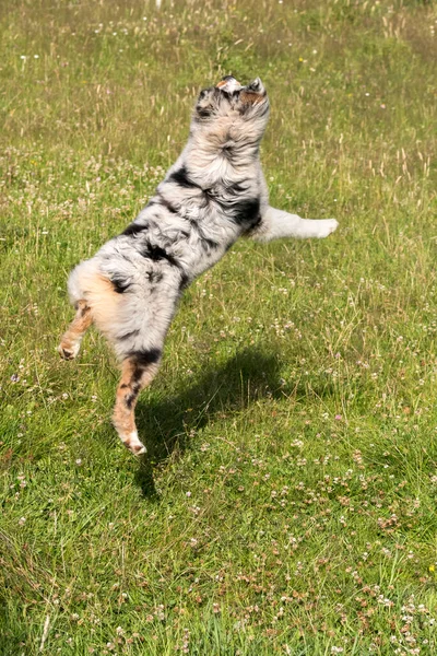 Blue Merle Australian Shepherd Puppy Dog Runs Jump Meadow Praglia — Stock Photo, Image