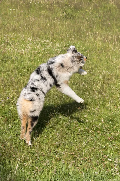 Blå Merle Australiska Herde Valp Hund Körs Och Hoppa Ängen — Stockfoto