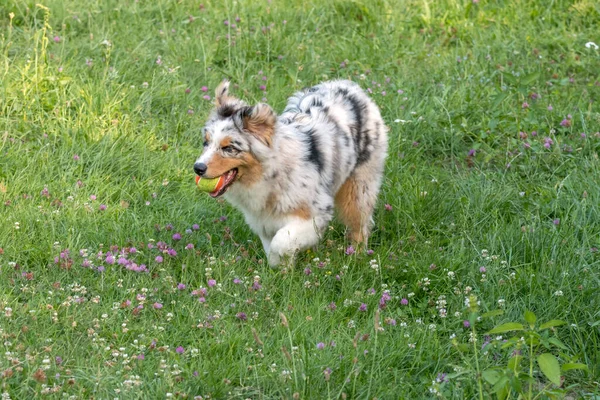 이탈리아 리구리아 길리아 초원에서 오르기도 뛰기도 푸른색 오스트레일리아 양치기 강아지 — 스톡 사진