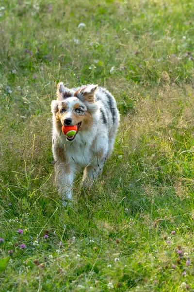 在意大利利古里亚 澳大利亚牧羊犬在草原上奔跑跳跃 — 图库照片