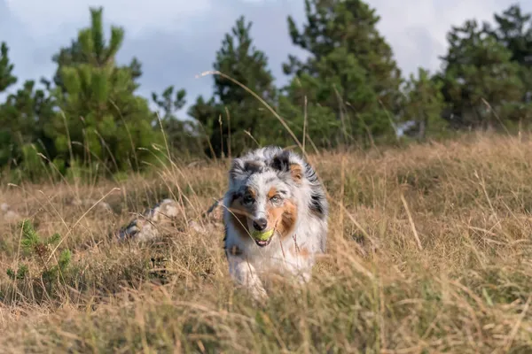 在意大利利古里亚 澳大利亚牧羊犬在草原上奔跑跳跃 — 图库照片