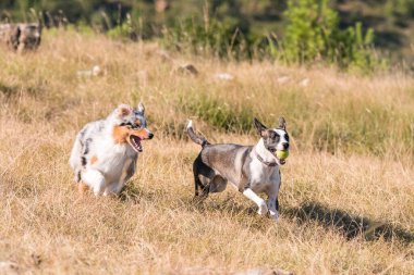 Mavi merle Avusturalya çoban köpeği İtalya 'da Liguria' da bir pitbull köpek yavrusuyla Praglia 'nın çayırına koşar ve atlar.