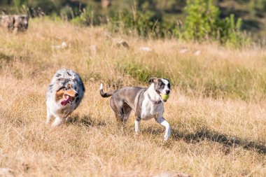 Mavi merle Avusturalya çoban köpeği İtalya 'da Liguria' da bir pitbull köpek yavrusuyla Praglia 'nın çayırına koşar ve atlar.
