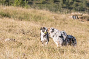 Mavi merle Avusturalya çoban köpeği İtalya 'da Liguria' da bir pitbull köpek yavrusuyla Praglia 'nın çayırına koşar ve atlar.