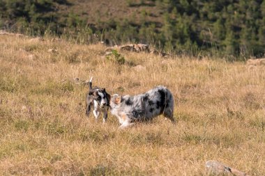Mavi merle Avusturalya çoban köpeği İtalya 'da Liguria' da bir pitbull köpek yavrusuyla Praglia 'nın çayırına koşar ve atlar.