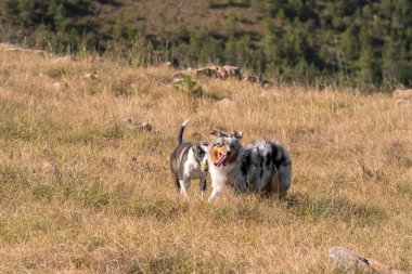 Mavi merle Avusturalya çoban köpeği İtalya 'da Liguria' da bir pitbull köpek yavrusuyla Praglia 'nın çayırına koşar ve atlar.