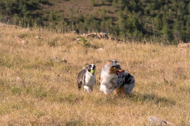 Mavi merle Avusturalya çoban köpeği İtalya 'da Liguria' da bir pitbull köpek yavrusuyla Praglia 'nın çayırına koşar ve atlar.