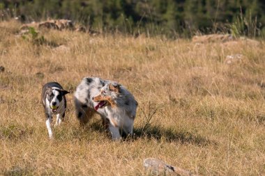 Mavi merle Avusturalya çoban köpeği İtalya 'da Liguria' da bir pitbull köpek yavrusuyla Praglia 'nın çayırına koşar ve atlar.