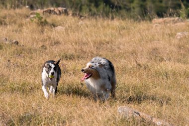 Mavi merle Avusturalya çoban köpeği İtalya 'da Liguria' da bir pitbull köpek yavrusuyla Praglia 'nın çayırına koşar ve atlar.