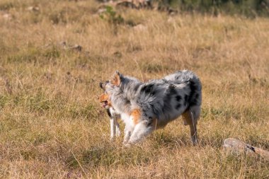 Mavi merle Avusturalya çoban köpeği İtalya 'da Liguria' da bir pitbull köpek yavrusuyla Praglia 'nın çayırına koşar ve atlar.