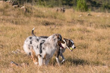 Mavi merle Avusturalya çoban köpeği İtalya 'da Liguria' da bir pitbull köpek yavrusuyla Praglia 'nın çayırına koşar ve atlar.
