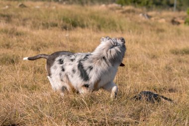Mavi merle Avusturalya çoban köpeği İtalya 'da Liguria' da bir pitbull köpek yavrusuyla Praglia 'nın çayırına koşar ve atlar.