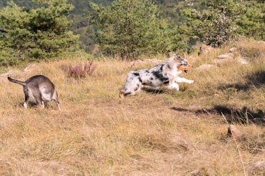 Mavi merle Avusturalya çoban köpeği İtalya 'da Liguria' da bir pitbull köpek yavrusuyla Praglia 'nın çayırına koşar ve atlar.