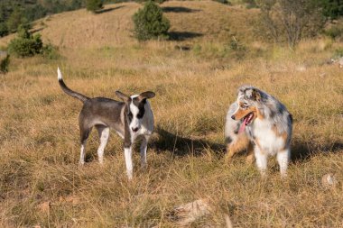 Mavi merle Avusturalya çoban köpeği İtalya 'da Liguria' da bir pitbull köpek yavrusuyla Praglia 'nın çayırına koşar ve atlar.