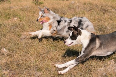 Mavi merle Avusturalya çoban köpeği İtalya 'da Liguria' da bir pitbull köpek yavrusuyla Praglia 'nın çayırına koşar ve atlar.