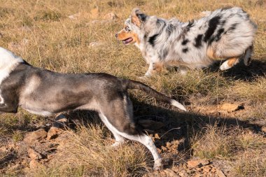 Mavi merle Avusturalya çoban köpeği İtalya 'da Liguria' da bir pitbull köpek yavrusuyla Praglia 'nın çayırına koşar ve atlar.