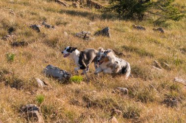 Mavi merle Avusturalya çoban köpeği İtalya 'da Liguria' da bir pitbull köpek yavrusuyla Praglia 'nın çayırına koşar ve atlar.