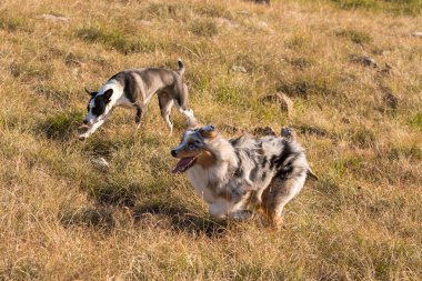 Mavi merle Avusturalya çoban köpeği İtalya 'da Liguria' da bir pitbull köpek yavrusuyla Praglia 'nın çayırına koşar ve atlar.