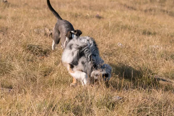 Azul Merle Perro Pastor Australiano Corre Salta Prado Praglia Con —  Fotos de Stock