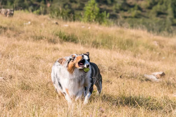 在意大利利古里亚 澳大利亚牧羊犬与一只斗牛犬在草原上奔跑跳跃 — 图库照片