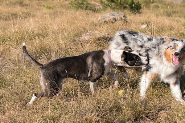 Modrý Merle Australský Ovčák Štěně Běží Skočit Louku Praglia Pitbull — Stock fotografie