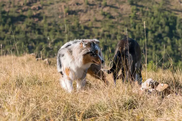 Mavi Merle Avusturalya Çoban Köpeği Talya Liguria Bir Pitbull Köpek — Stok fotoğraf