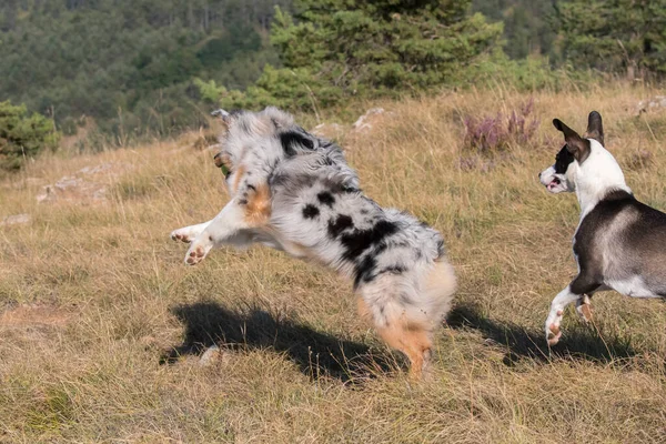 이탈리아 리구리아 불테리어 강아지와 초원에서 오스트레일리아 산파란 — 스톡 사진