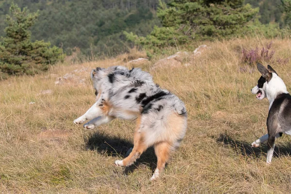 Blue Merle Australischer Schäferhund Rennt Und Springt Mit Einem Pitbull — Stockfoto