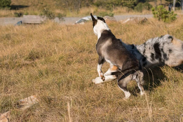 Blue Merle Australischer Schäferhund Rennt Und Springt Mit Einem Pitbull — Stockfoto