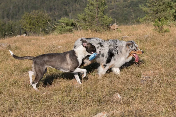 หมาเล ยงแกะออสเตรเล าเง งและกระโดดบนท งหญ าของ Praglia Pitbull Liguria ในอ — ภาพถ่ายสต็อก