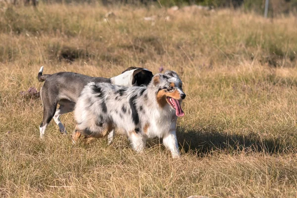 Blue Merle Australischer Schäferhund Rennt Und Springt Mit Einem Pitbull — Stockfoto