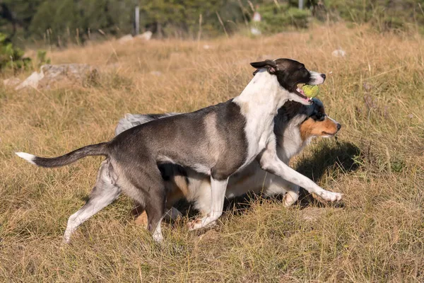 Azul Merle Cão Cão Pastor Australiano Corre Pular Prado Praglia — Fotografia de Stock