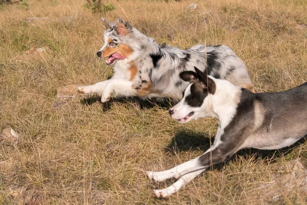 Azul Merle Cão Cão Pastor Australiano Corre Pular Prado Praglia — Fotografia de Stock