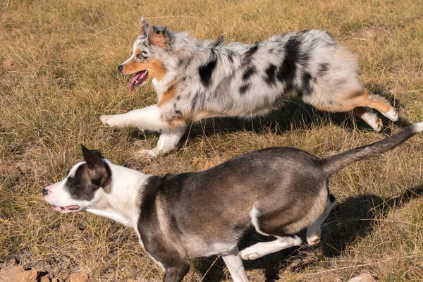 Azul Merle Cão Cão Pastor Australiano Corre Pular Prado Praglia — Fotografia de Stock