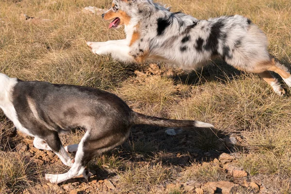 Azul Merle Cão Cão Pastor Australiano Corre Pular Prado Praglia — Fotografia de Stock