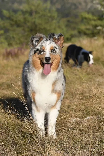 Blue Merle Australian Shepherd Puppy Dog Runs Jump Meadow Praglia — Stock Photo, Image