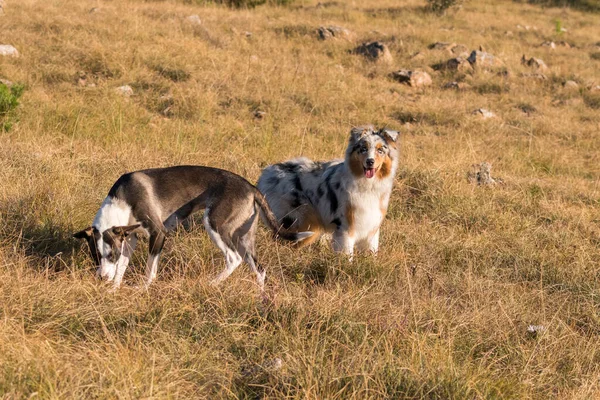 Mavi merle Avusturalya çoban köpeği İtalya 'da Liguria' da bir pitbull köpek yavrusuyla Praglia 'nın çayırına koşar ve atlar.