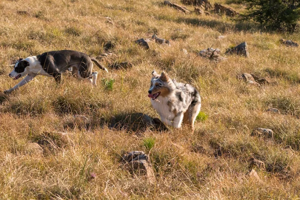 在意大利利古里亚 澳大利亚牧羊犬与一只斗牛犬在草原上奔跑跳跃 — 图库照片