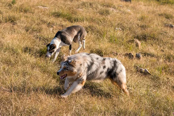 Mavi Merle Avusturalya Çoban Köpeği Talya Liguria Bir Pitbull Köpek — Stok fotoğraf