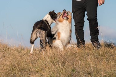 Mavi merle Avusturalya çoban köpeği İtalya 'da Liguria' da bir pitbull köpek yavrusuyla Praglia 'nın çayırına koşar ve atlar.