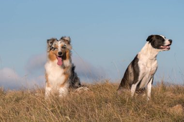 Mavi merle Avusturalya çoban köpeği İtalya 'da Liguria' da bir pitbull köpek yavrusuyla Praglia 'nın çayırına koşar ve atlar.
