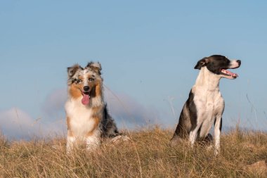 Mavi merle Avusturalya çoban köpeği İtalya 'da Liguria' da bir pitbull köpek yavrusuyla Praglia 'nın çayırına koşar ve atlar.