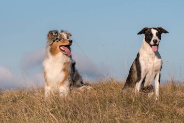 Mavi merle Avusturalya çoban köpeği İtalya 'da Liguria' da bir pitbull köpek yavrusuyla Praglia 'nın çayırına koşar ve atlar.