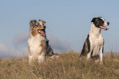 Mavi merle Avusturalya çoban köpeği İtalya 'da Liguria' da bir pitbull köpek yavrusuyla Praglia 'nın çayırına koşar ve atlar.