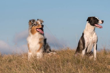 Mavi merle Avusturalya çoban köpeği İtalya 'da Liguria' da bir pitbull köpek yavrusuyla Praglia 'nın çayırına koşar ve atlar.