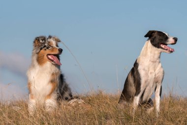 Mavi merle Avusturalya çoban köpeği İtalya 'da Liguria' da bir pitbull köpek yavrusuyla Praglia 'nın çayırına koşar ve atlar.