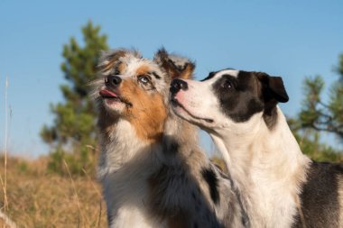 Mavi merle Avusturalya çoban köpeği İtalya 'da Liguria' da bir pitbull köpek yavrusuyla Praglia 'nın çayırına koşar ve atlar.