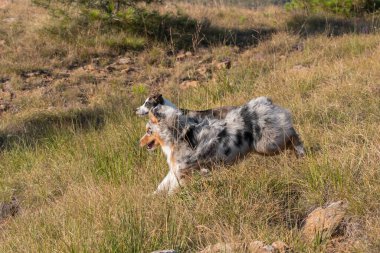 Mavi merle Avusturalya çoban köpeği İtalya 'da Liguria' da bir pitbull köpek yavrusuyla Praglia 'nın çayırına koşar ve atlar.